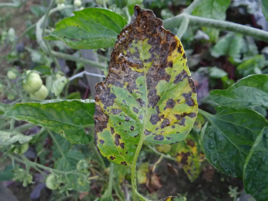 Potato Pests and Diseases with 9 Easy Tips to Handle and Prevent Them